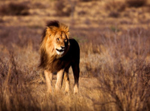 تحضير فواز درس مدخل الوحدة السابعة (حيوانات)